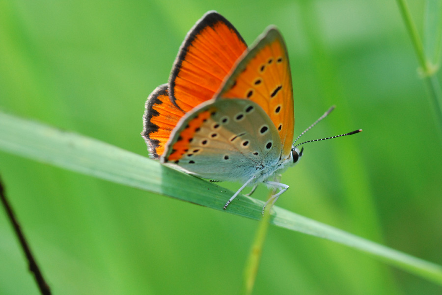 quando la natura � protetta....- Lycaena dispar